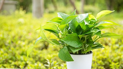 為什么綠蘿突然長(zhǎng)黃葉子？