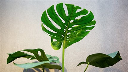 為什么在店里長(zhǎng)得好好的植物，買回家就命都沒(méi)了？